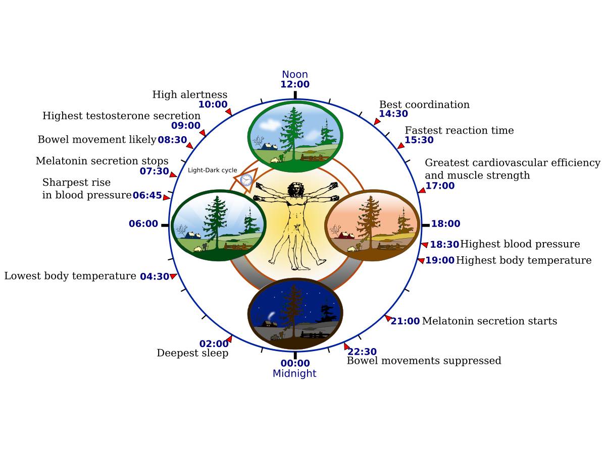 biological-clock-boxing-science